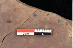 Foto (Detailsansicht) von Quercus palaeoilex Ettingshausen (NHMW-GEO-2024-0188-0833)